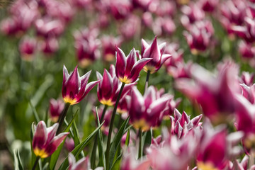 Tulip festival Ottawa Canada 2018.