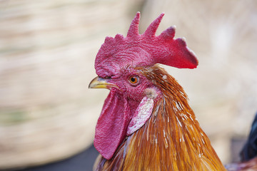 Portrait of beautiful rooster walking outdoor