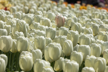 Obraz premium Tulip festival Ottawa Canada 2018.