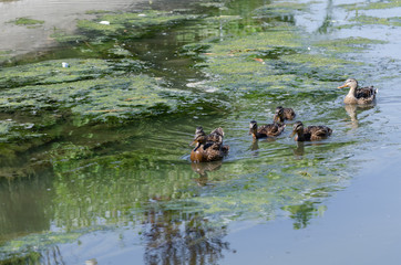 The wild ducklings are swimming in the reeds.