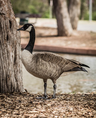 Goose profile