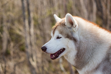 Profile portrait of serious and attentive dog breed siberian husky in the forest on a sunny day. Close-up image of free and prideful dog looks like a wolf