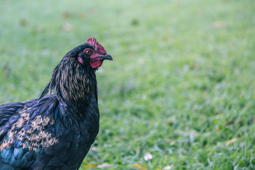 close up of a chicken in a field