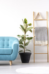 Ficus between wooden ladder and blue sofa in modern living room interior. Real photo