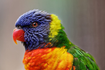 Loriquet arc-en-ciel