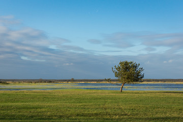 Fototapeta premium Lonely tree on the Narew river somewhere in Podlasie, Poland
