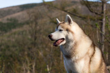 Profile Portrait of gorgeous beige and white Siberian Husky dog standing in the forest on mountains background.