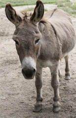 Fototapeta na wymiar Donkey on the pasture in the Black Forest, Buehl, Germany, Baden Wuerttemberg