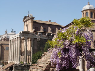 Fototapeta na wymiar Forum historique de rome 