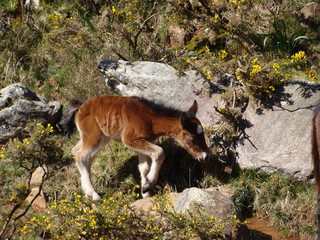 pottok pays basque