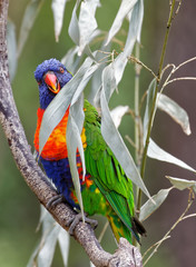 Loriquet arc-en-ciel