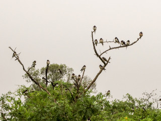 they seem like a bunch of angry birds