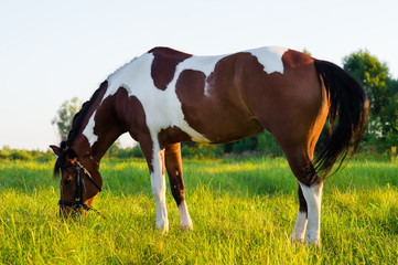 Fototapeta na wymiar beautiful horse grazing in a meadow at sunset