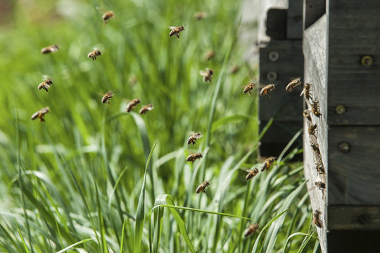 Germany, Beehives on harm