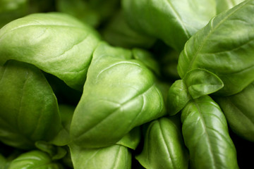 close up on ripe basil leaves