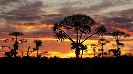 Wild plants at sunset in summer.