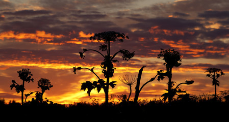Wild plants at sunset in summer.