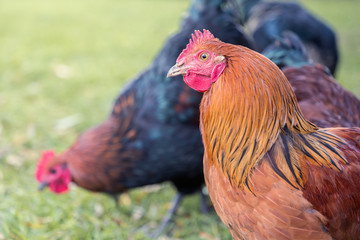 close up of a chicken focus o the face