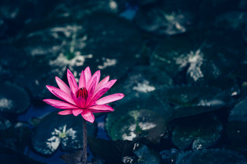 Fototapeta na wymiar Top view of beautiful pink lotus flower with green leaves in pond