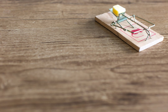 Mouse trap with cheese on it