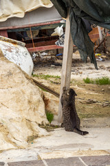 Back view of a cat sharpening claws on a wooden beam at St. Julian's, Malta