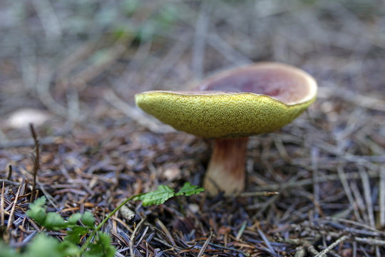 closeup of edible mushroom in the forest
