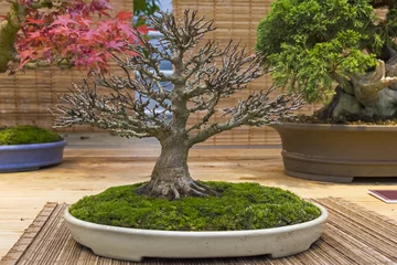 Garden poster Bonsai Bonsai tree  - Trident maple