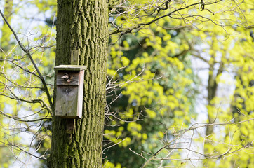 Bird feeder hung on a tree among the high leaves.