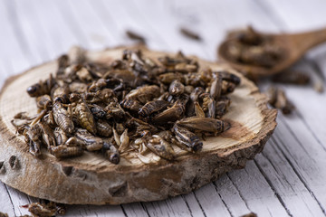 Fototapeta na wymiar edible fried crickets