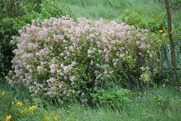 Arbuste fleur