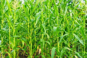 Fototapeta premium Corn Garden in the Light and Hot of Natural Temperatures