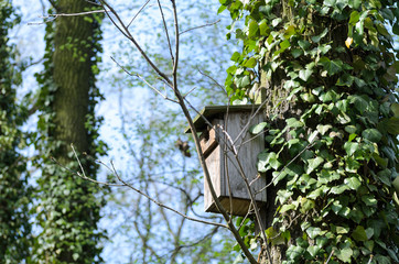 Bird feeder hung on a tree among the high leaves.