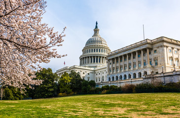 United States Capitol and Cherry Blossoms