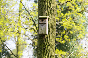 Bird feeder hung on a tree among the high leaves.