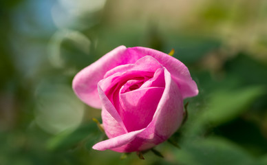 Pink flowering wild rose in the spring garden