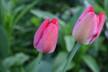 spring, may, two pink tulips