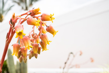 Small yellow flowers of succulent with white wall as backdrop outdoors. Room for text.