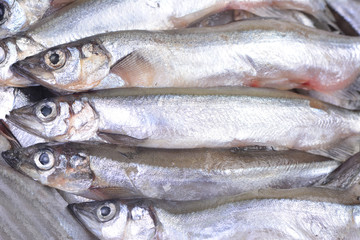 Obraz premium Fish capelin