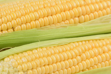 Fresh corn