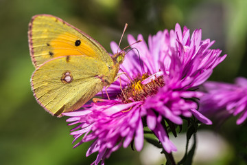 aster et papillon