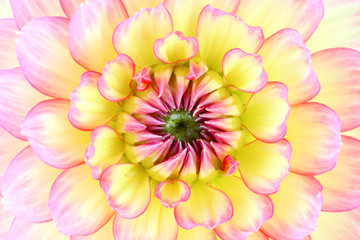 Close up of a beautiful Dahlia (dahlia). Germany