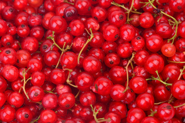 Red currant berry