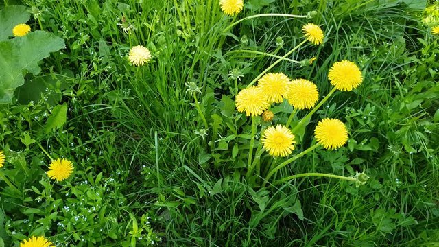 Yellow dandelions in spring on glade