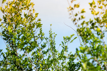 green leaves on blue sky
