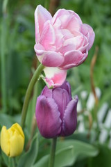 Fototapeta premium Spring, May, flowering pink and purple tulips in the garden