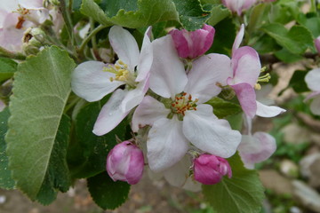 Apfel - Blüte - Malus domestica - 1