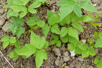 Giersch - Aegopodium podagraria - junge Triebe und Blätter - 1