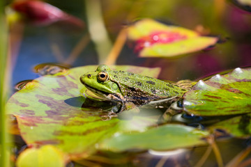 grenouille verte