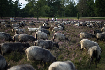 Lüneburger Heide