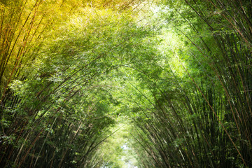 Morning sunlight to the bamboo arch.